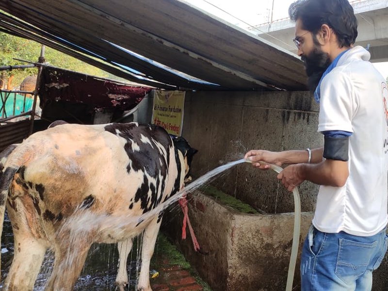 Cow Welfare Centre